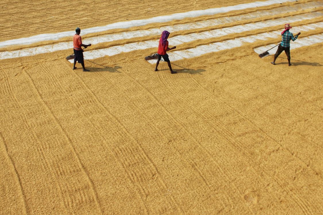 Drying Rice for Fried Rice