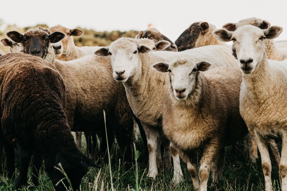 What Do You Call a Group of Sheep