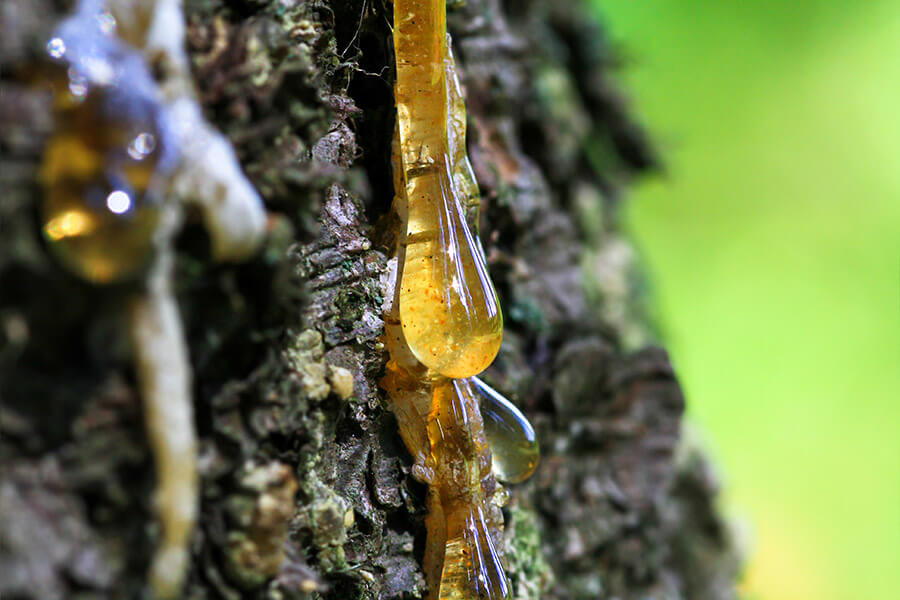 When Do Pine Trees Drop Sap