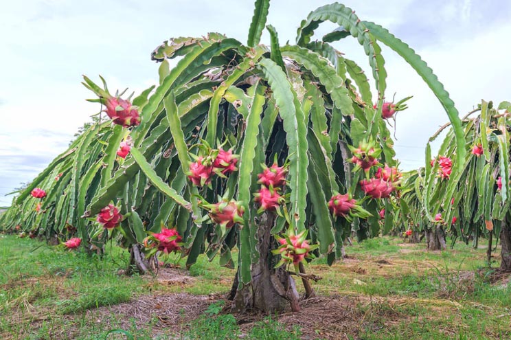 Where Did Dragon Fruit Come From