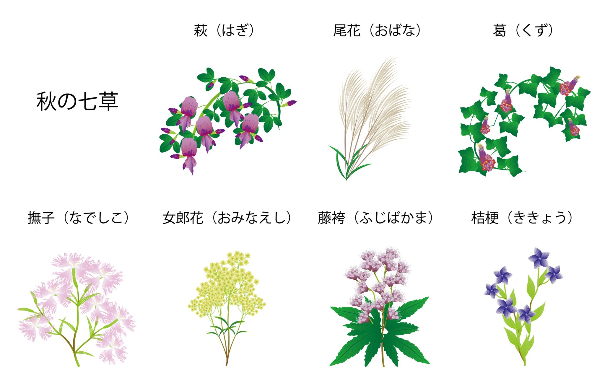 秋の七草の覚え方は語呂合わせで完璧！由来や見分け方を徹底解説
