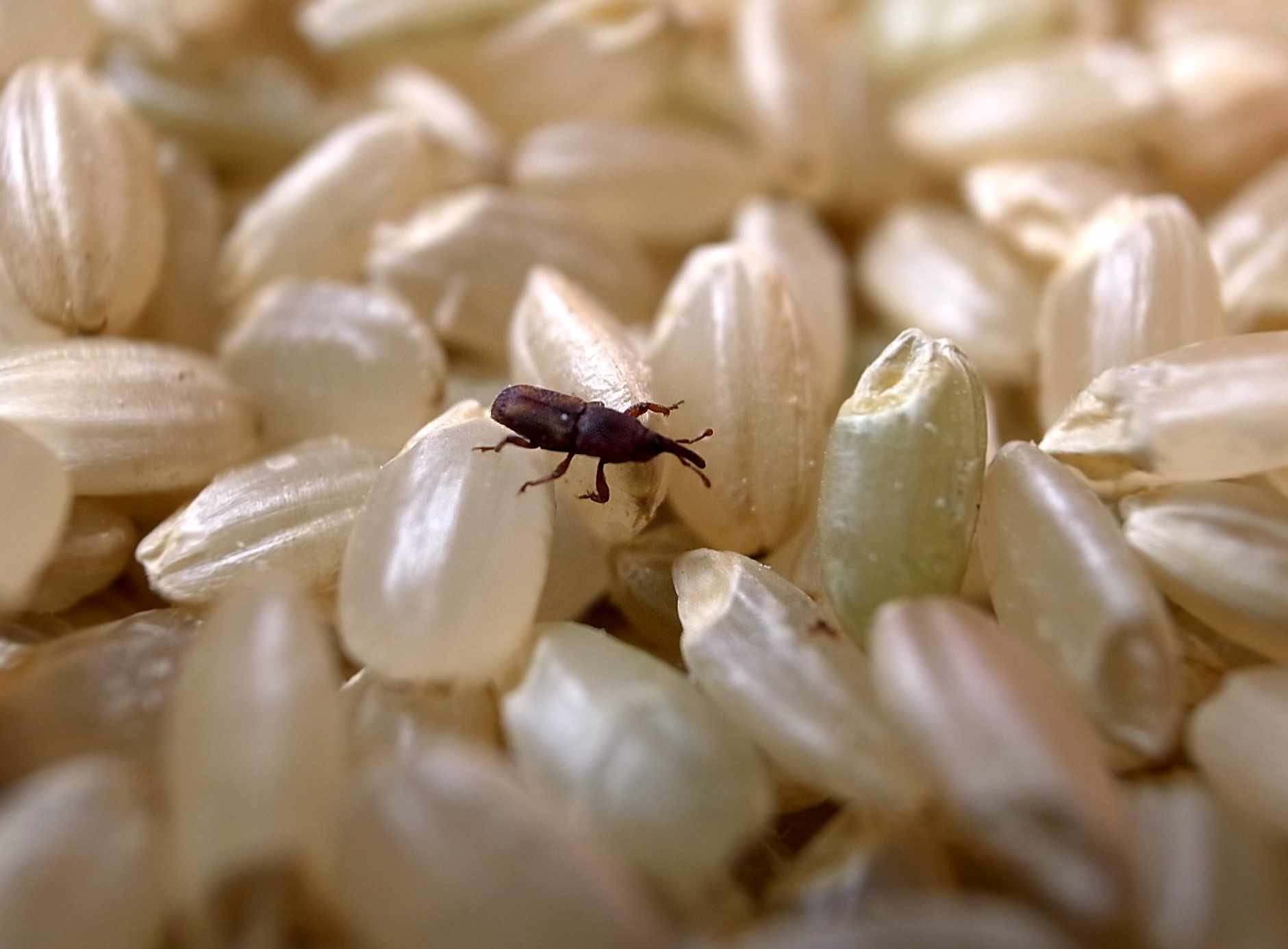 米に湧く虫はどこから？誤食の影響と2026年最新の駆除＆冷蔵保存術