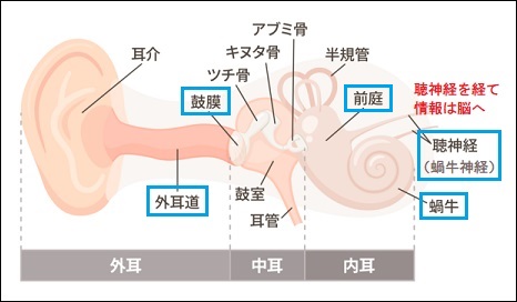 【プロフィール】 耳 の 聞こえ を よく する 方法 人気理由と評判まとめ #613