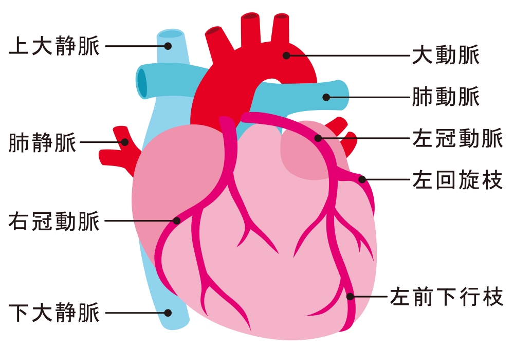 耳たぶの「しわ」は心筋梗塞の前兆か？医師が警告するセルフチェックの罠と2026年最新の画像解析技術