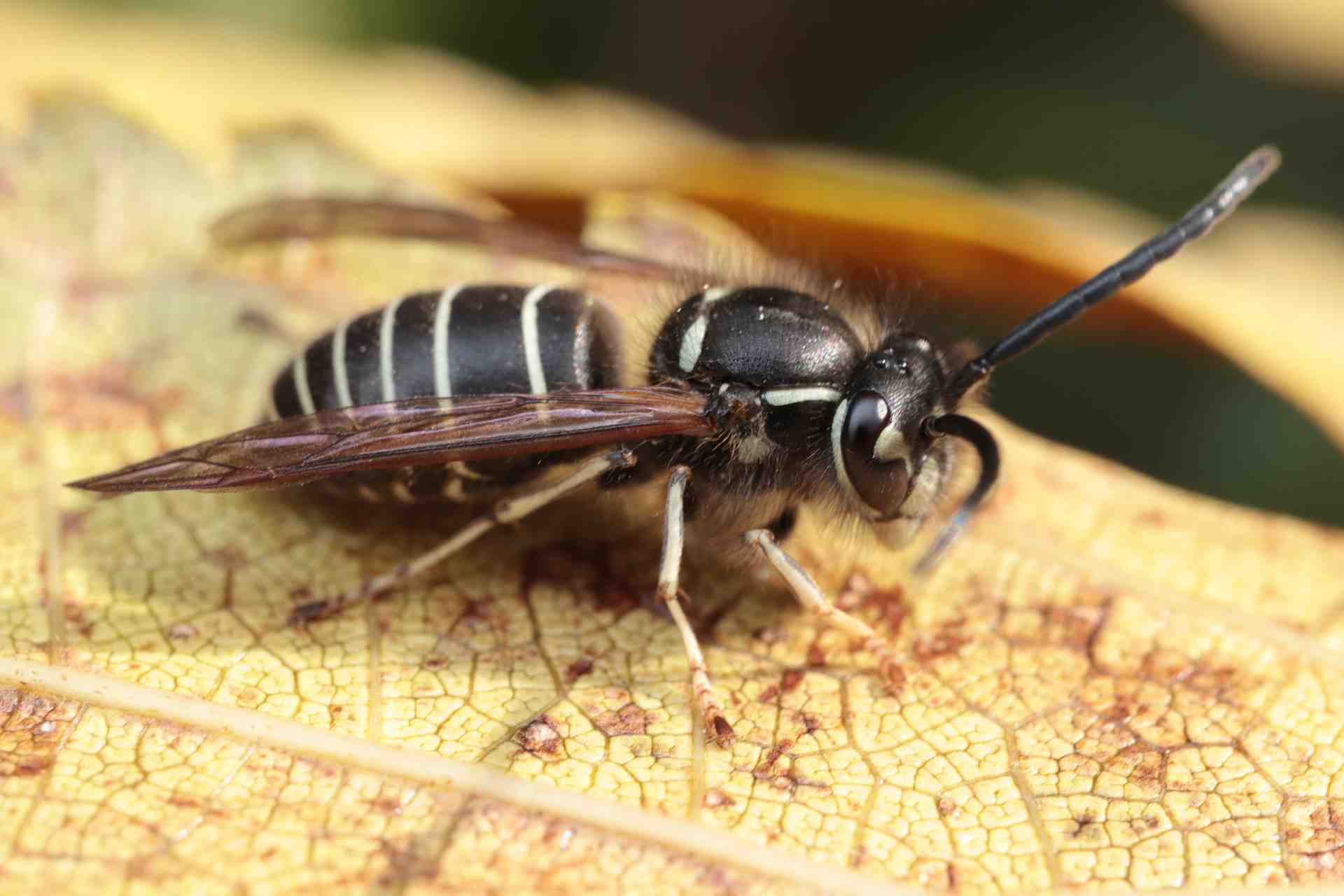 家で見かける大きくて黒い蜂の正体は？危険度と見分け方を徹底解説