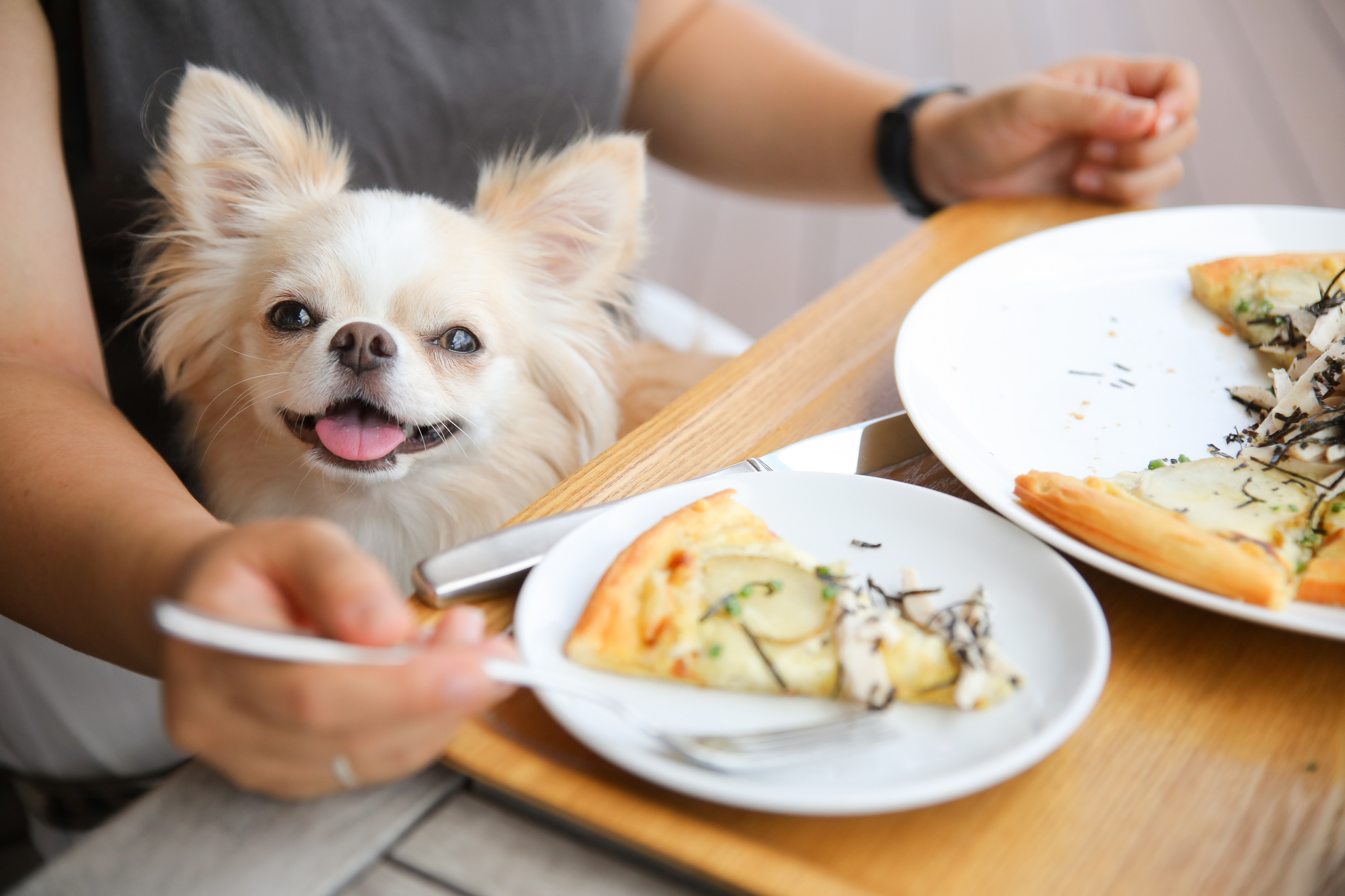 愛犬と楽しむペット可カフェ選びの罠｜最新ルールと人気店の真相
