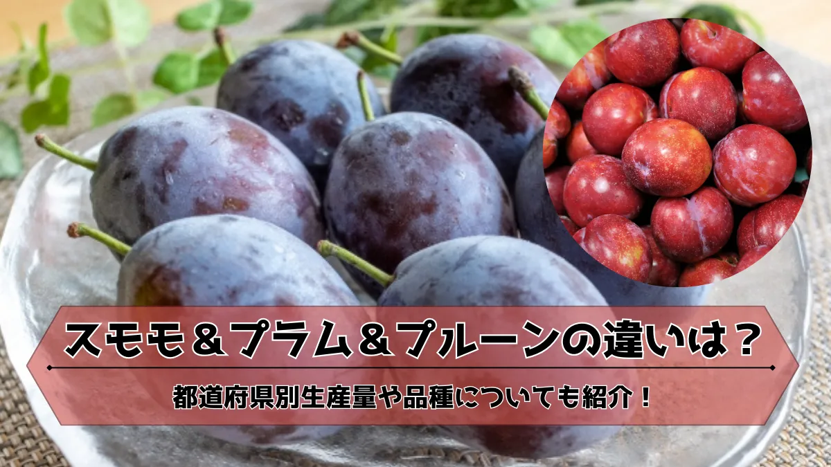 プラムとすももの違いは？同じ果物という真相とプルーンの謎を徹底検証