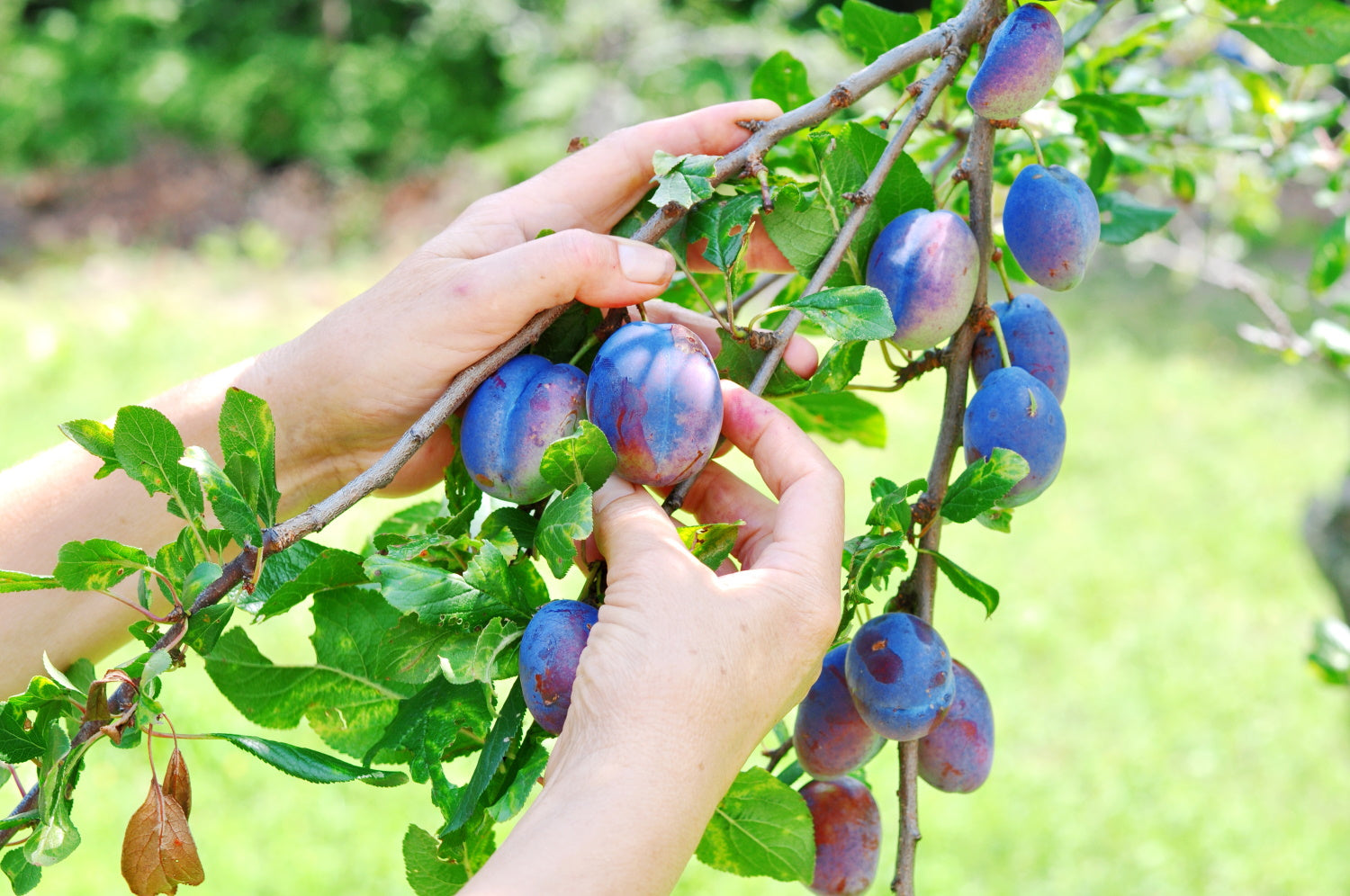 How Do I Ripen Plums