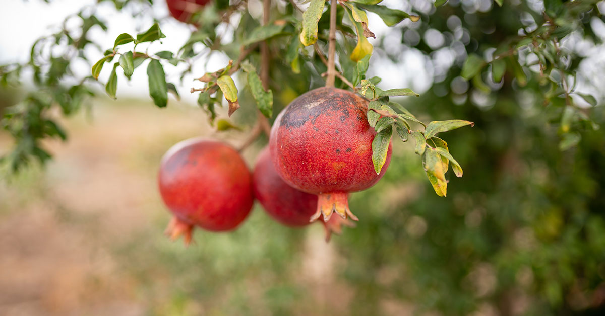 Is Pomegranate a Fall Fruit