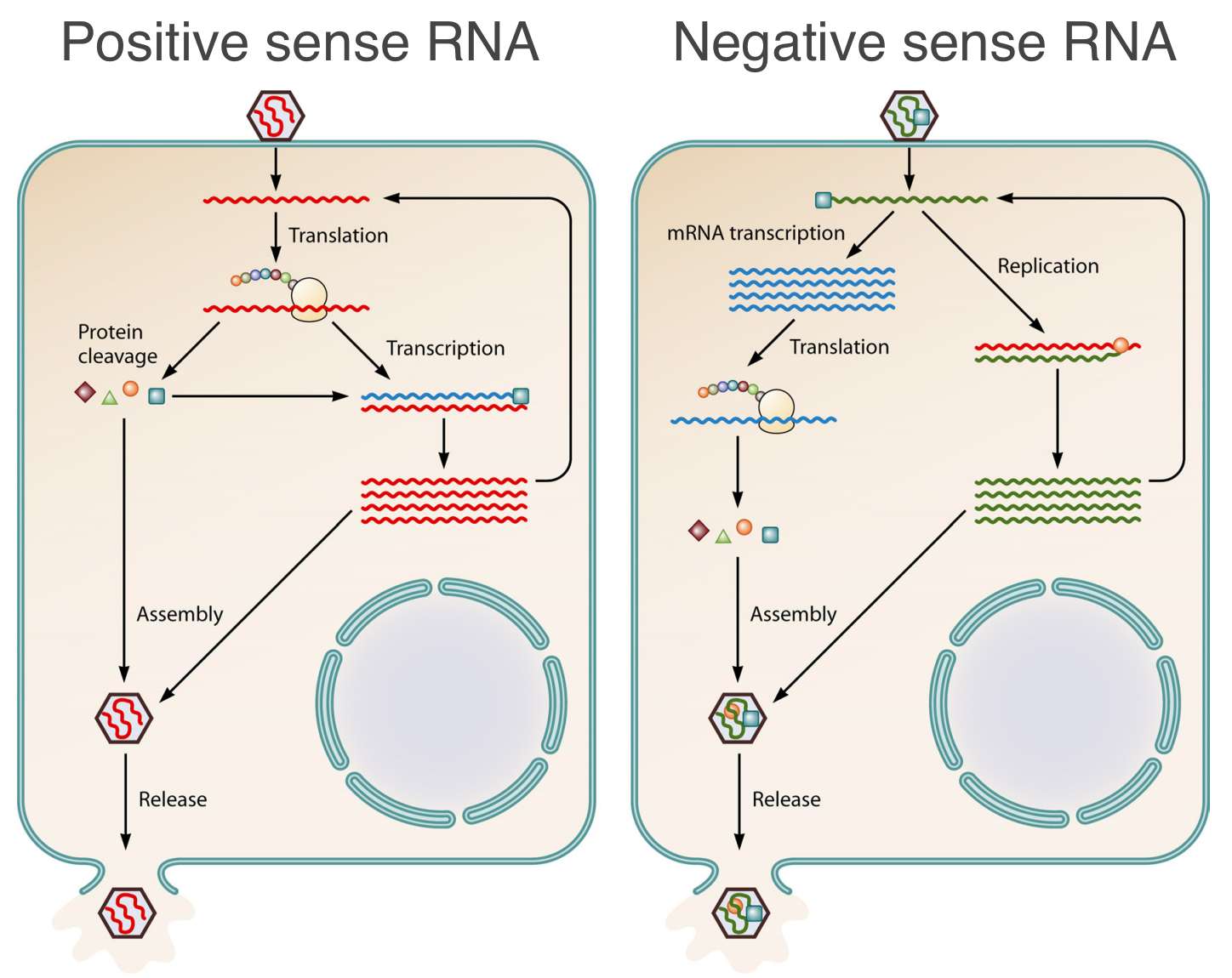 Positive Sense vs Negative Sense