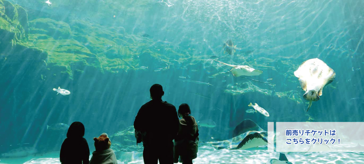 九十九島水族館海きららの真相！割引と見どころを2026年現地検証