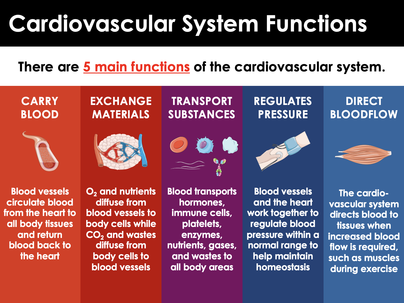 Name the Four Functions of the Cardiovascular System.
