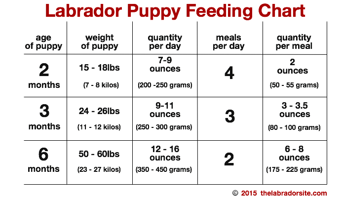 Feeding Guide Labrador Puppy
