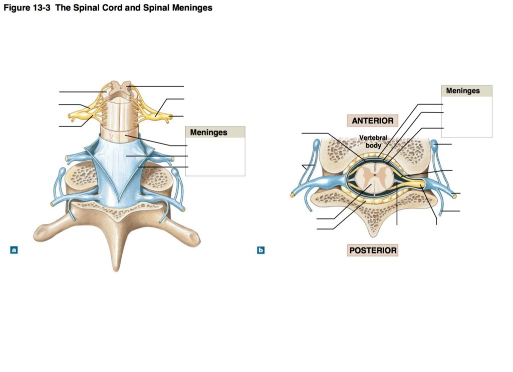 Art Labeling Activity the Spinal Cord and Spinal Meninges