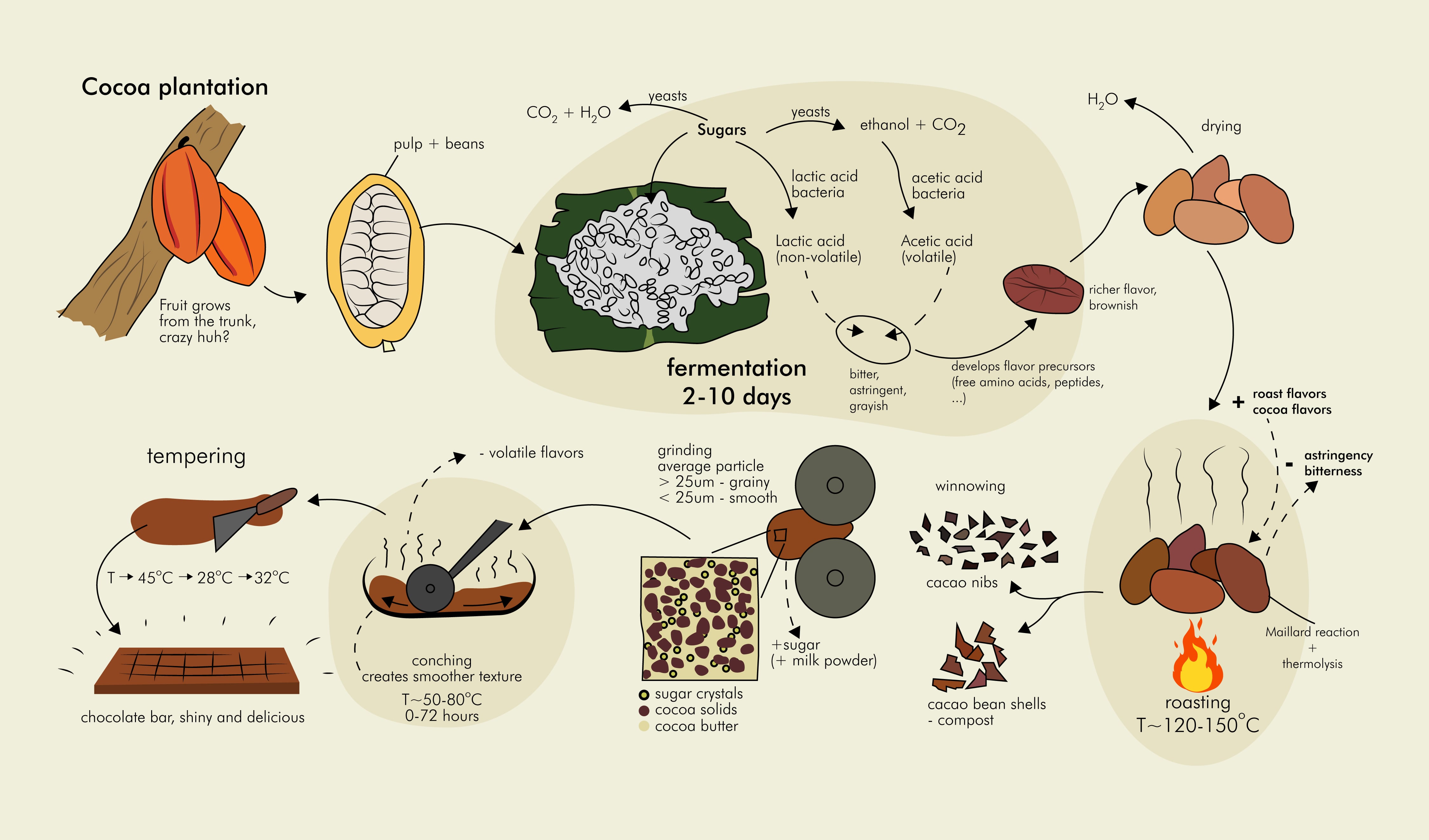 Chocolate Is Made from Cocoa Beans