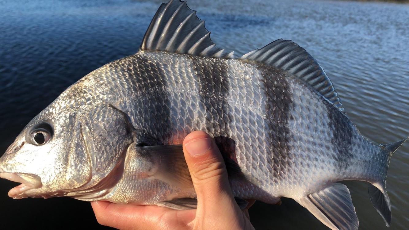 Small Black Drum Fish