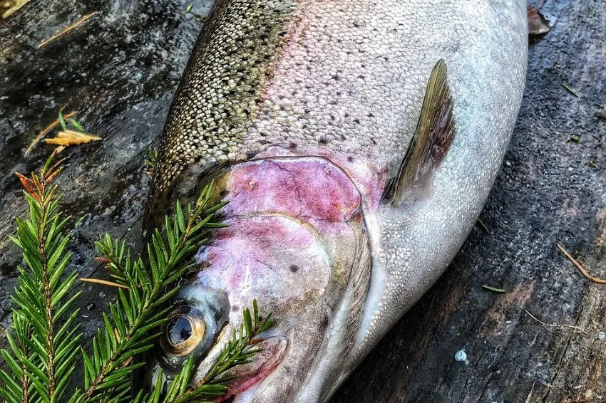 Can You Eat Rainbow Trout Skin