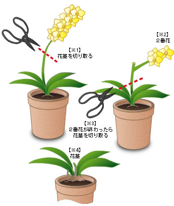 【画像あり】 胡蝶 蘭 の 育て 方 2026年最新メディア #705