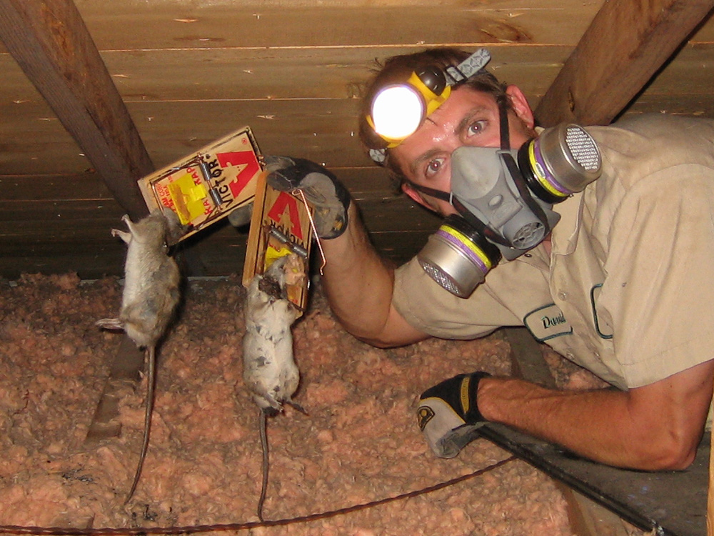 How to Get Rid of an Animal in the Wall