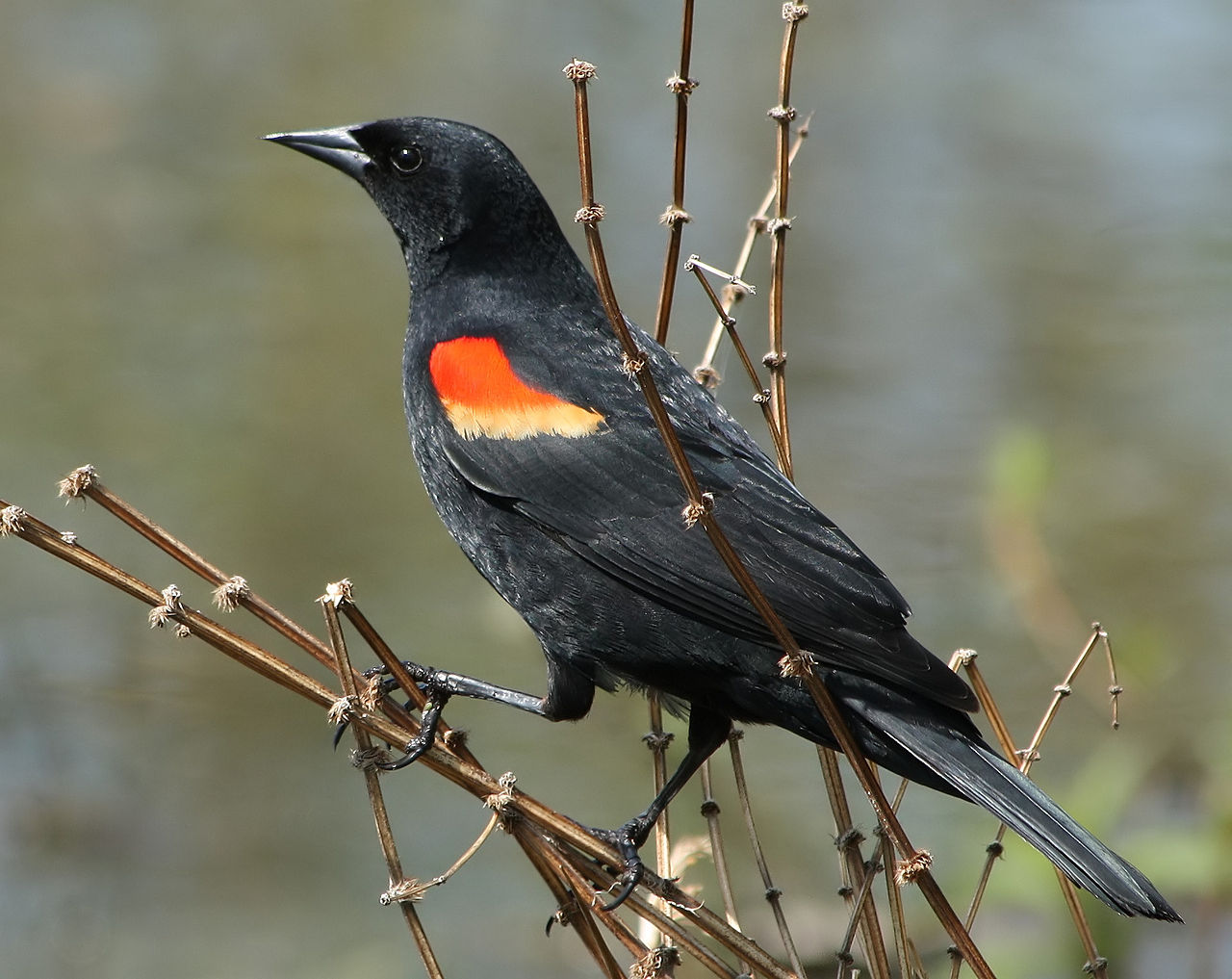 Black Bird with Orange Wings