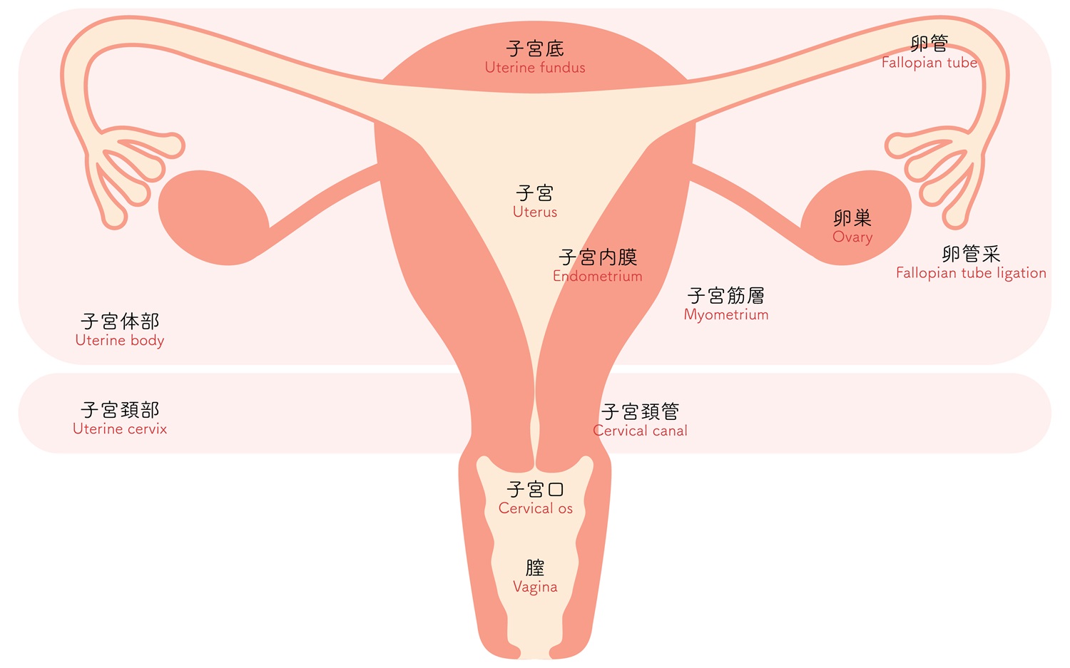 排卵痛が痛いのはなぜ？激痛の原因と危険な病気のサインを徹底解説