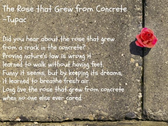 Poems from the Rose That Grew from Concrete