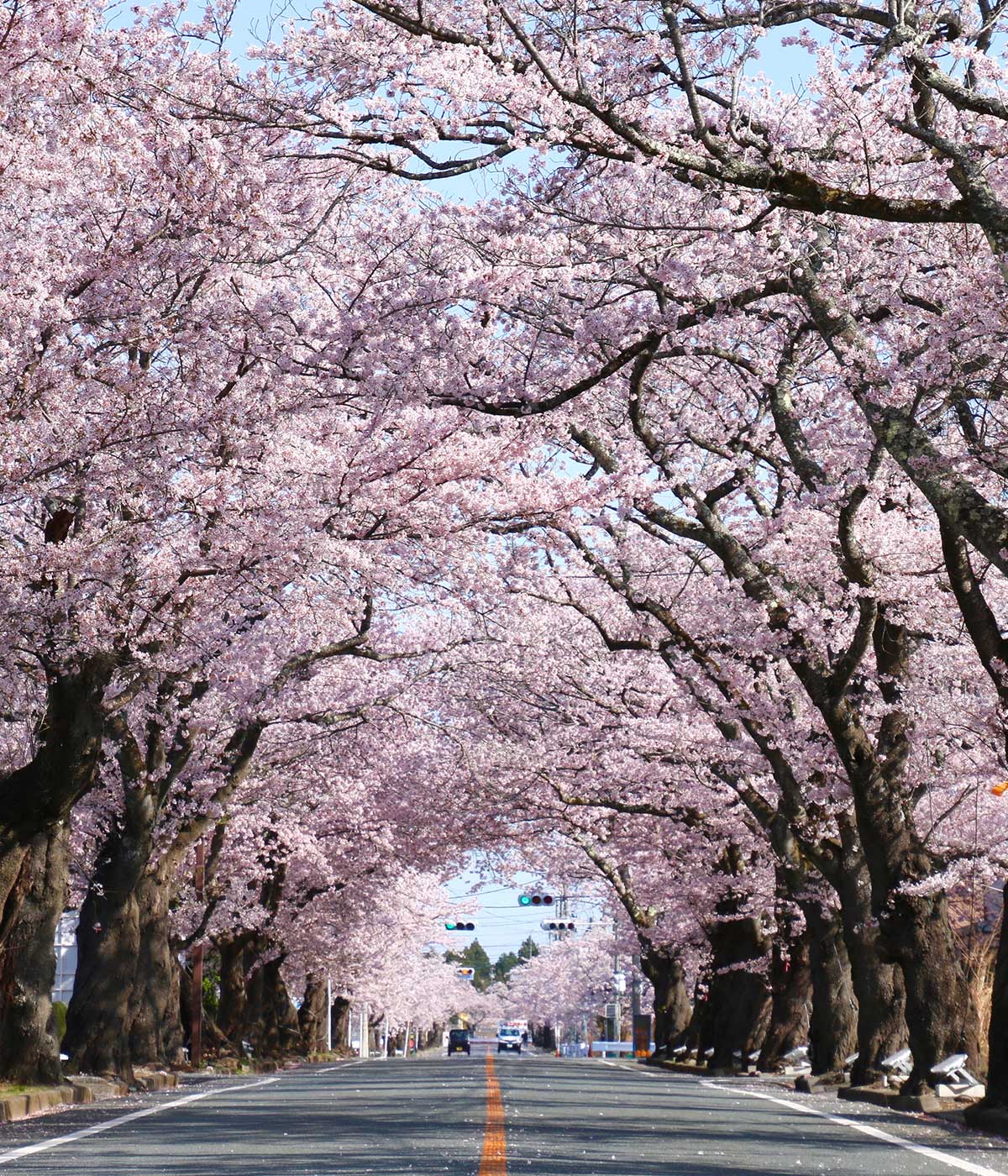 【2026最新】夜の森桜並木が奇跡の復活！満開の見頃と必見ライトアップ徹底解説