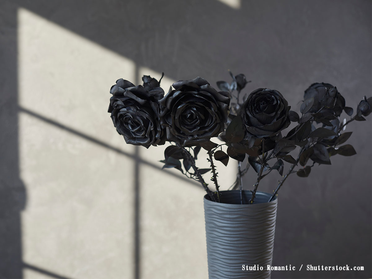 黒薔薇の花言葉は怖い？「死ぬまで恨みます」の真相と永遠の愛の真実