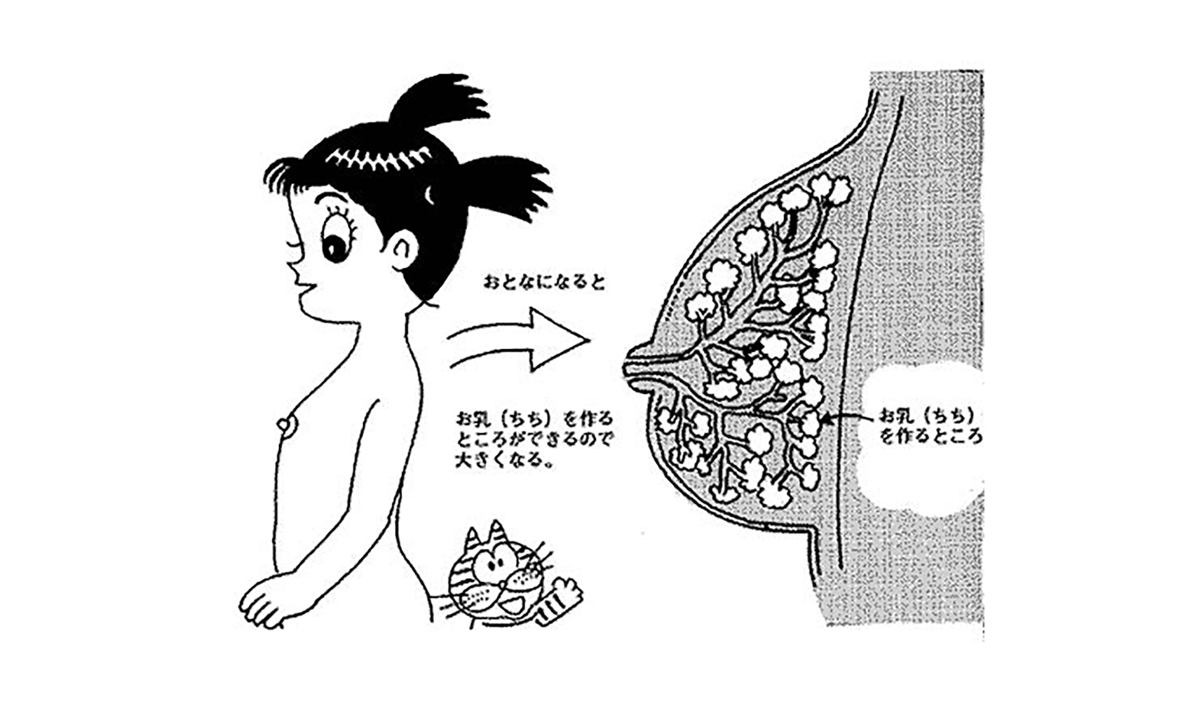 急に胸が大きくなる理由とは？20代以降のバスト変化と科学的真相