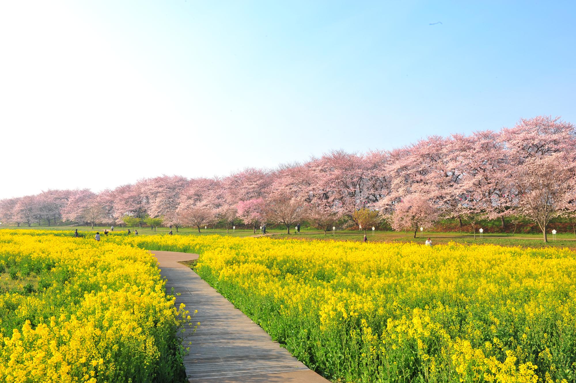 桜と菜の花が織りなす圧巻の春景色！幸手権現堂堤を歩く完全ガイド