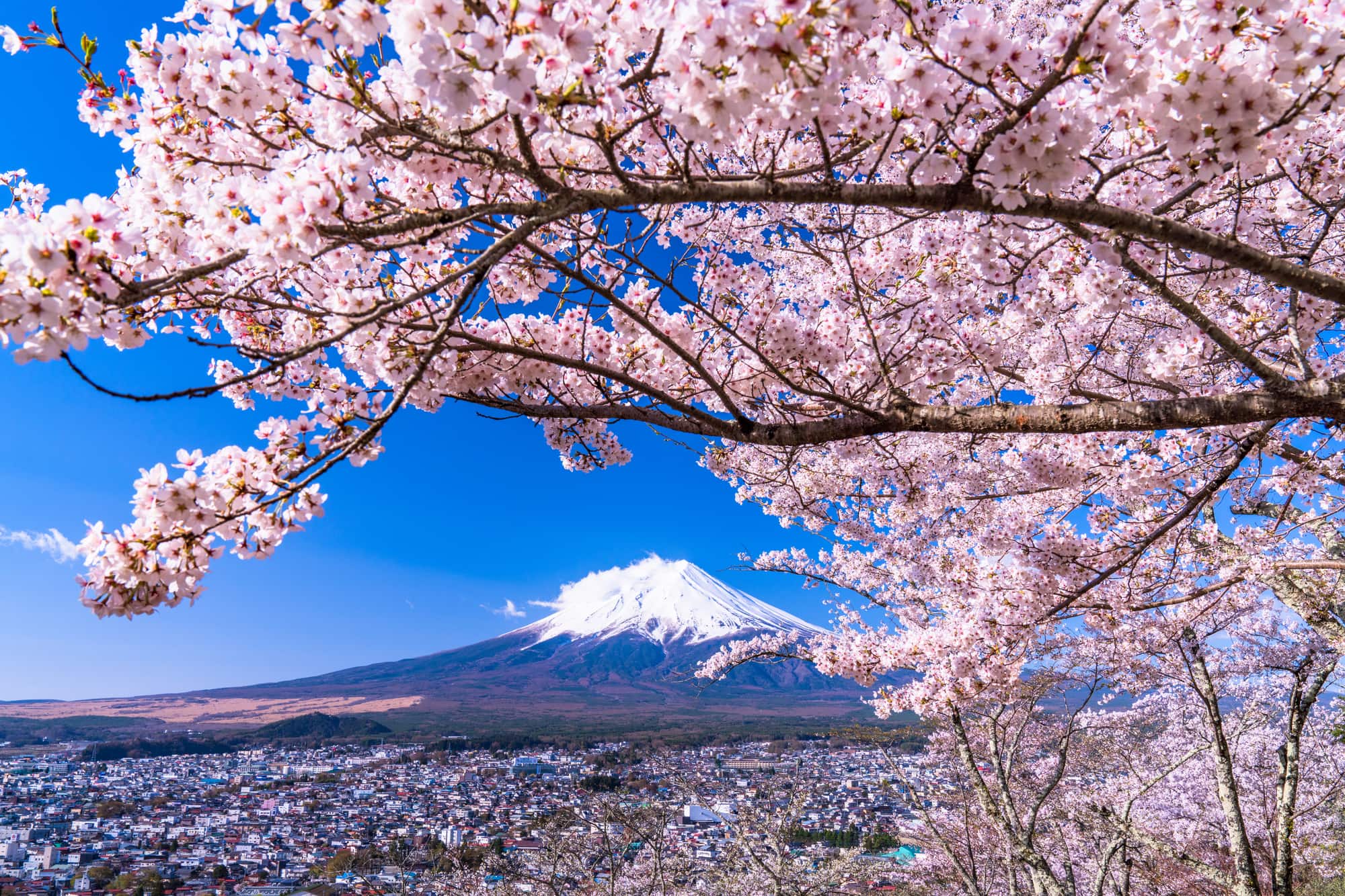 2026年、春の風景が一変する――早まる開花と最先端テクノロジーが織りなす「新たな桜文化」の最前線