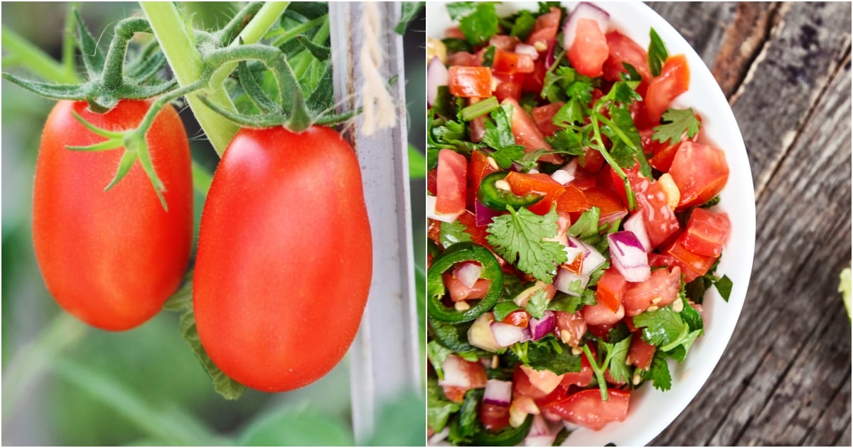 Best Tomatoes for Salsa