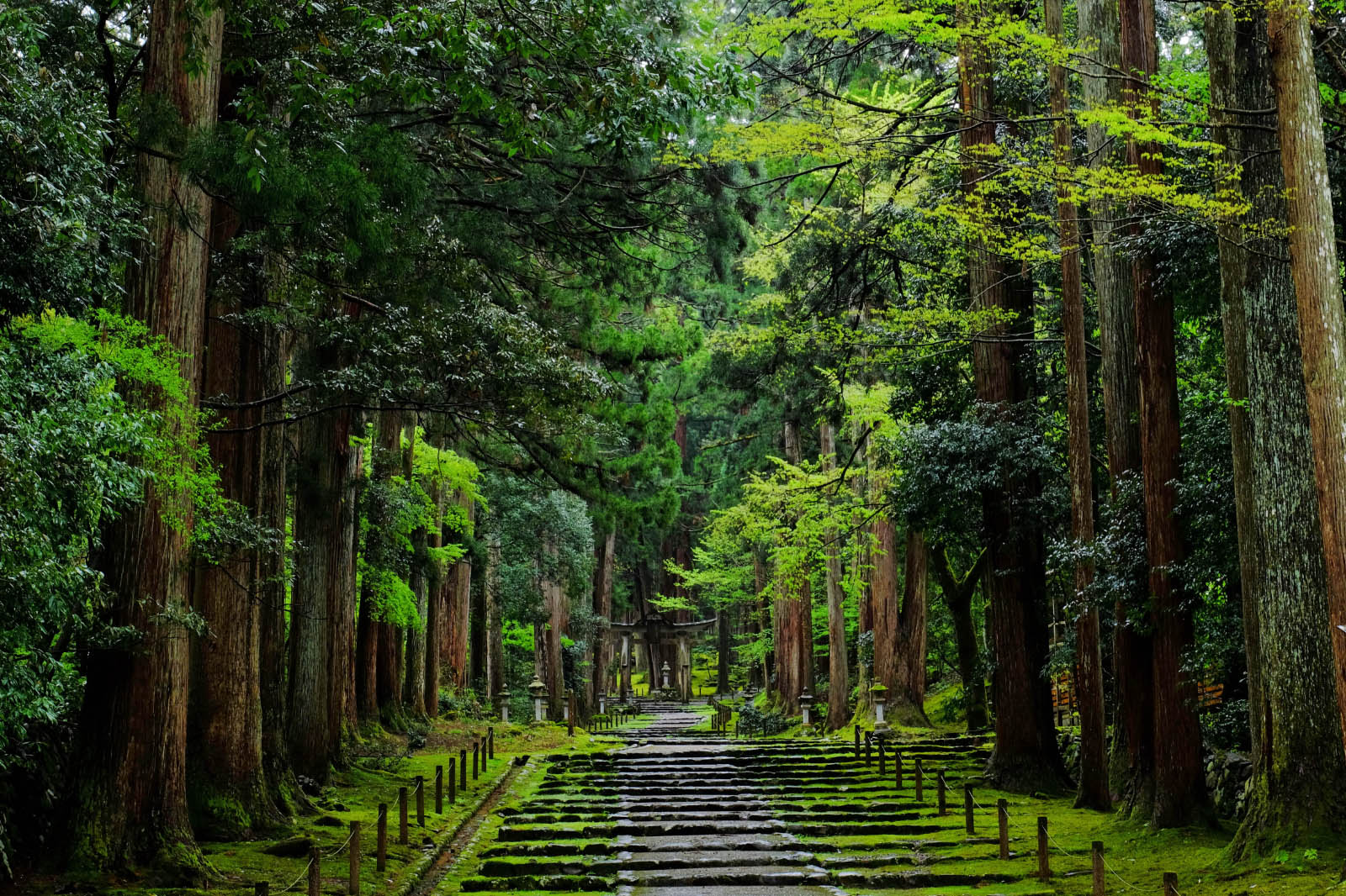 神社の参道で真ん中を歩かない理由とは？正中の謎と正しい参拝作法