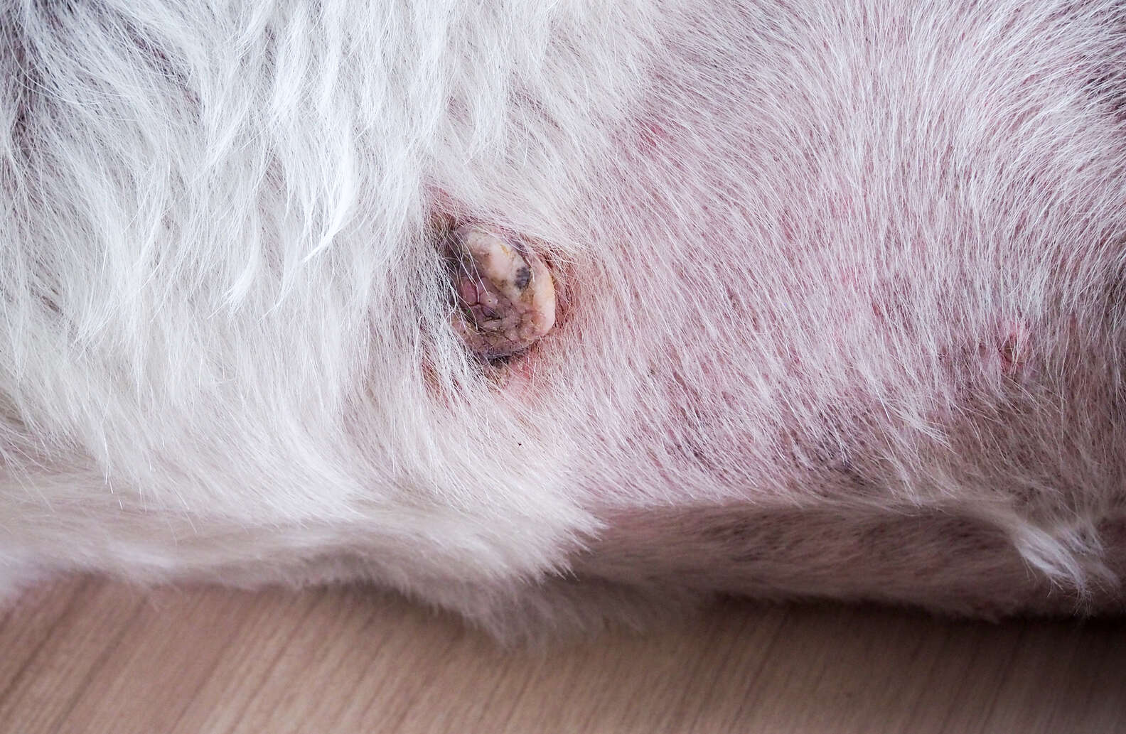 Cancerous Skin Tags on Dogs Images