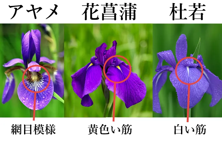 【経歴】 菖蒲 と あやめ の 違い 最新ニュース速報 2026 #790