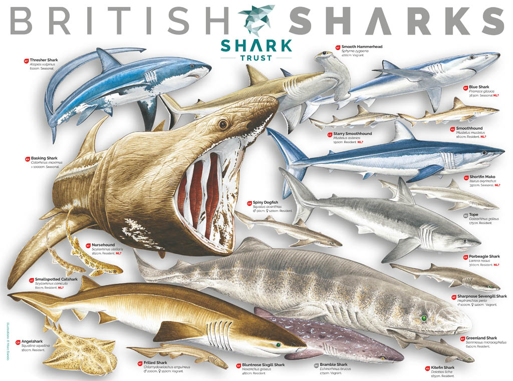 What Sharks Are in Uk Waters