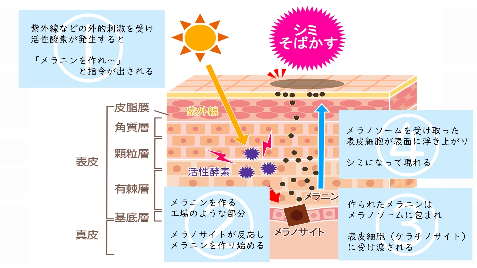 ナイアシンアミドとビタミンC併用Ngの真相！2026年最新の重ね順