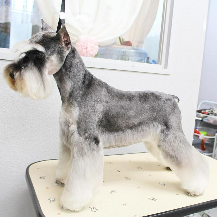 シュナウザーのサマーカット愛犬を熱中症から守るプロ直伝の最新お手入れ術