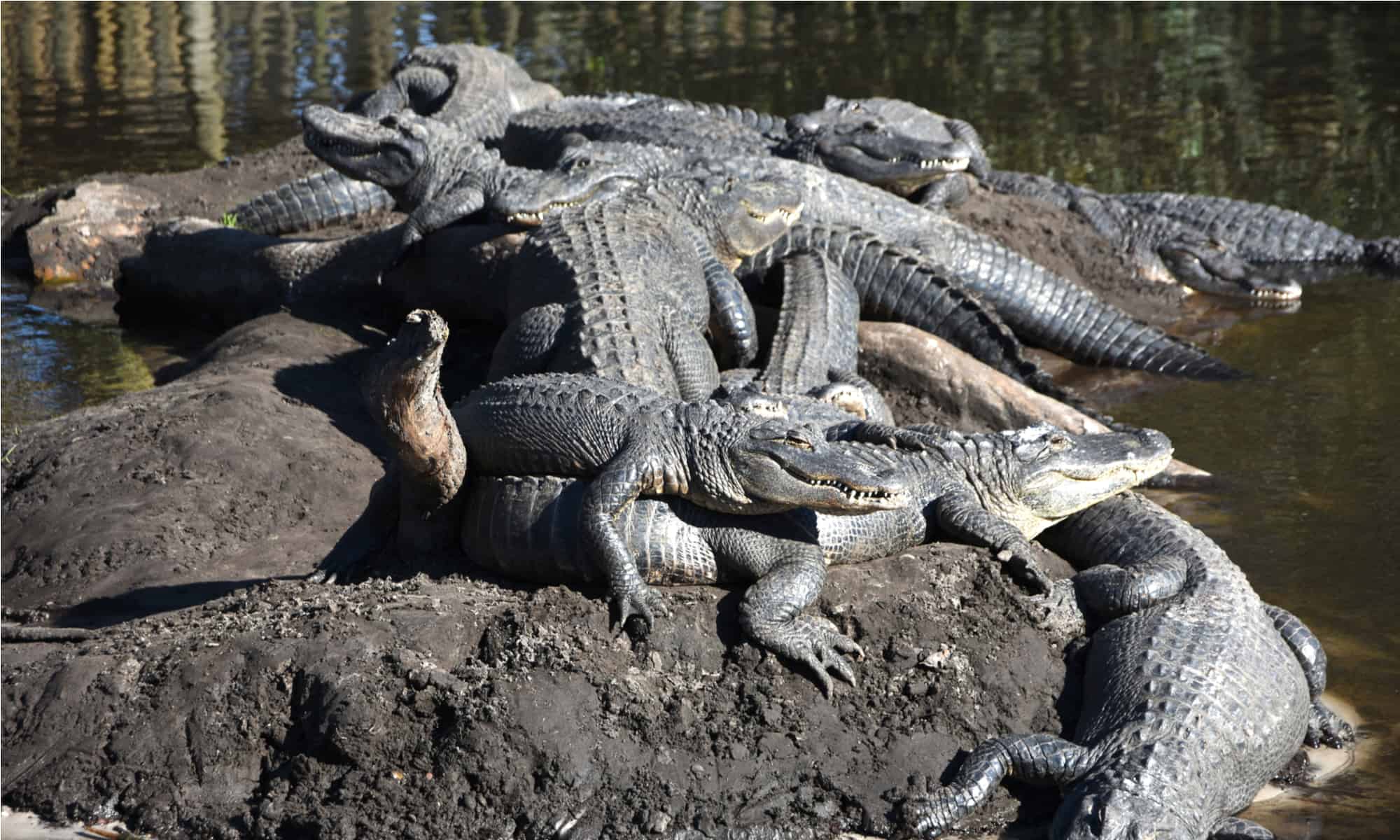 What Is a Group of Alligators Called