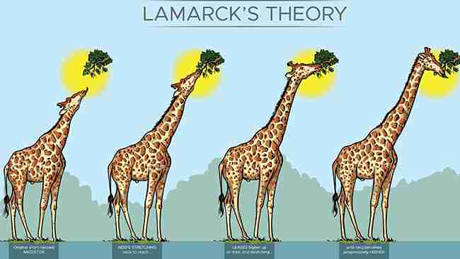 Lamarck's Theory of Evolution
