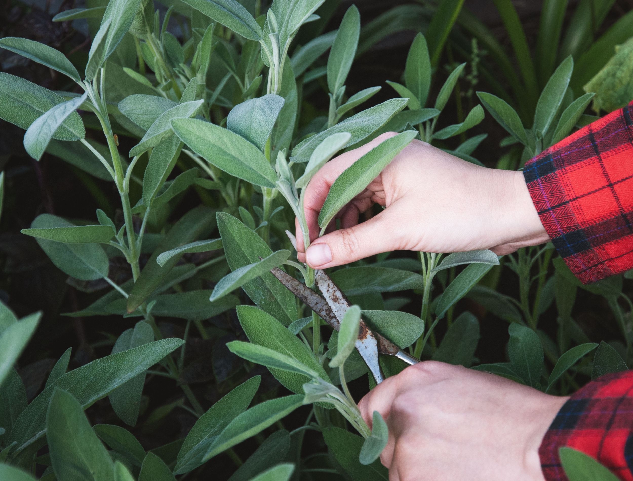 How to Harvest Sage for Winter