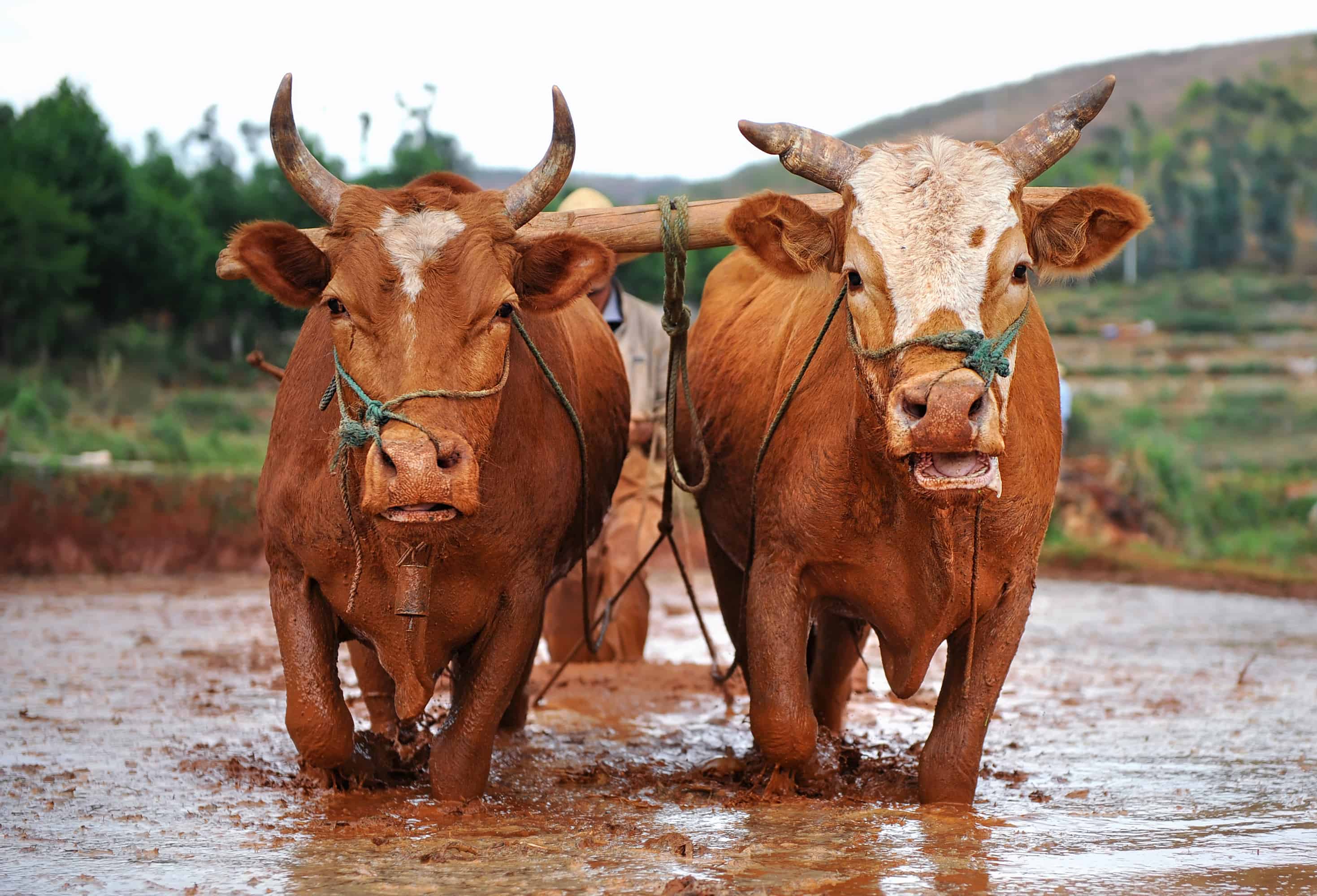 Where Do Oxen Come From