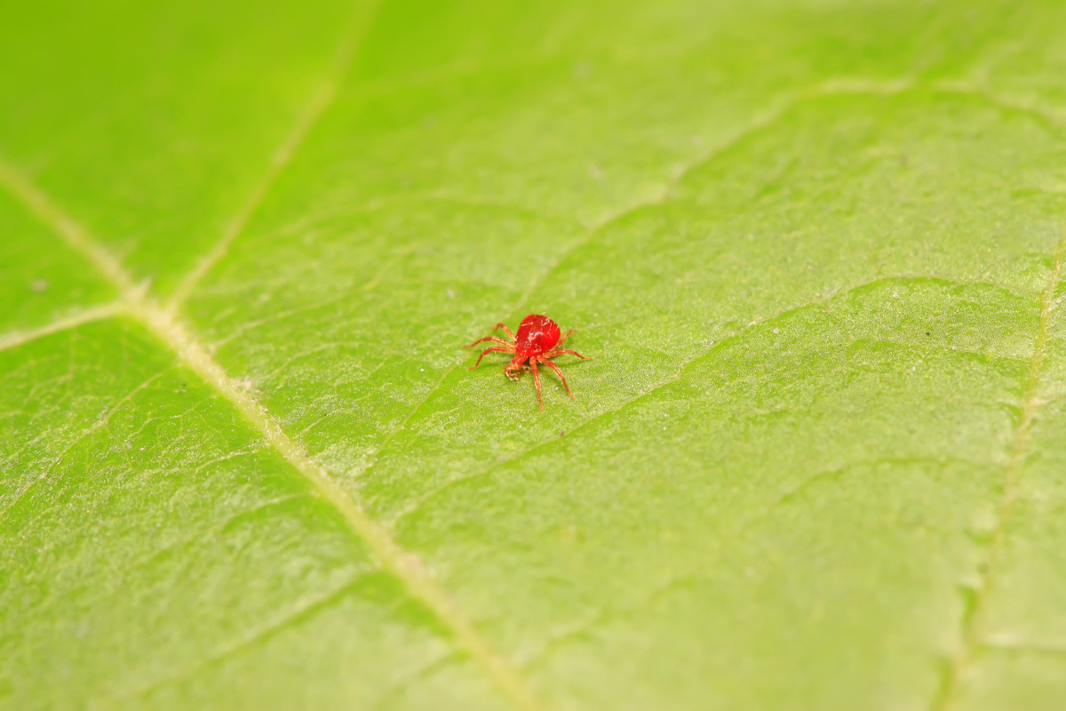 ベランダの赤い小さい蜘蛛の正体とは？潰してはいけない理由と撃退法