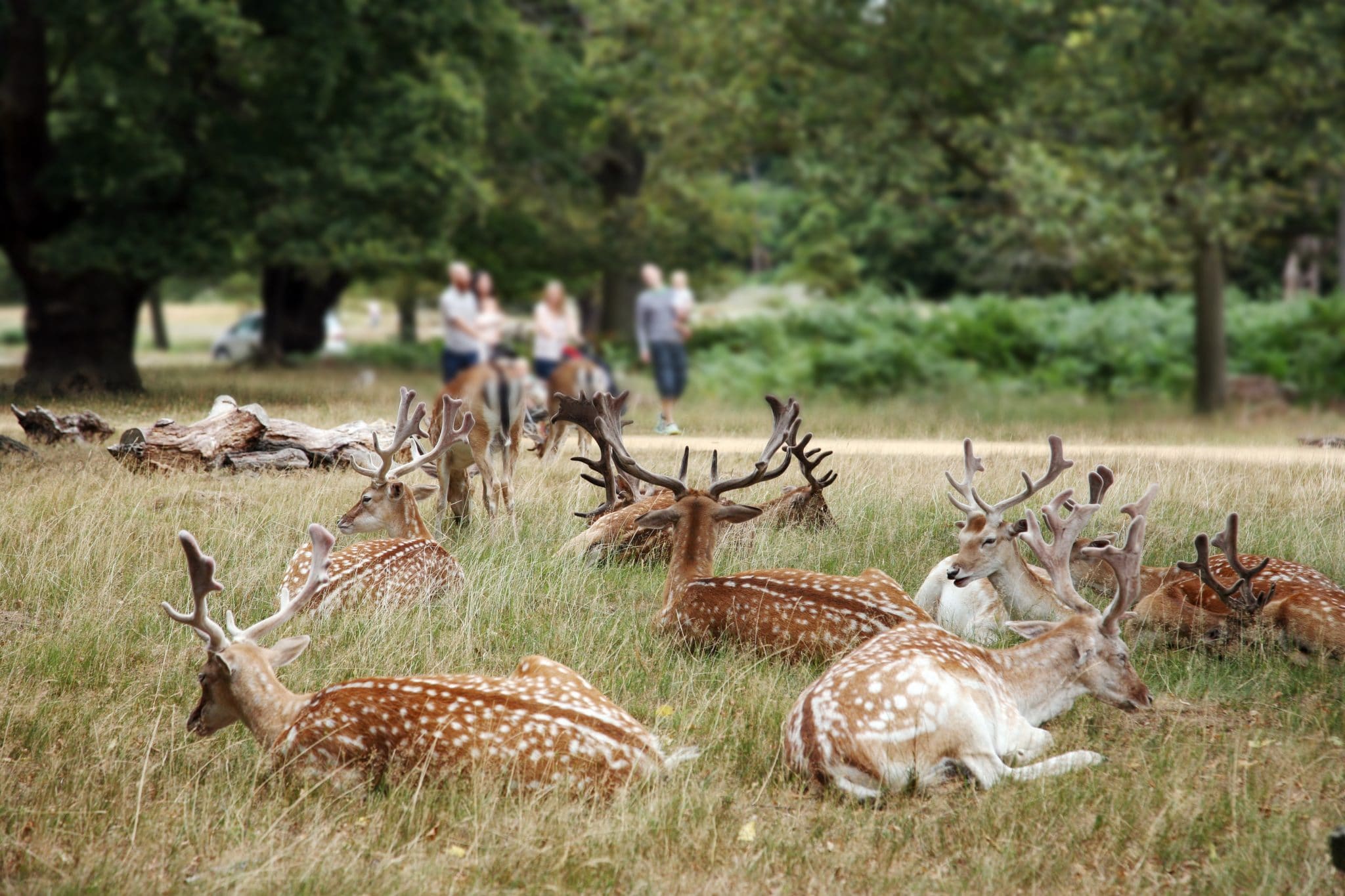Where Are the Deer in Richmond Park