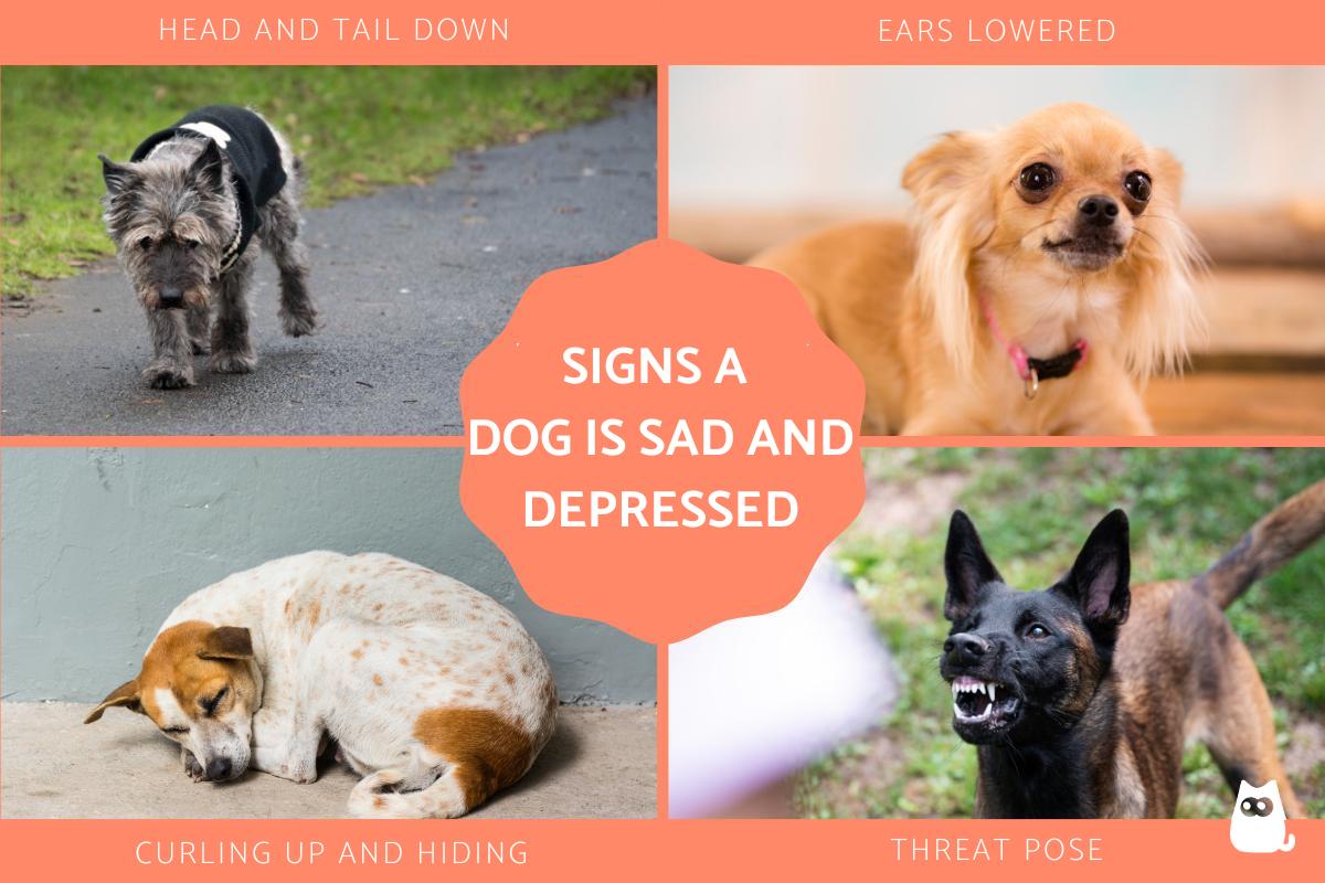 3 Signs Your Dog Is Unhappy