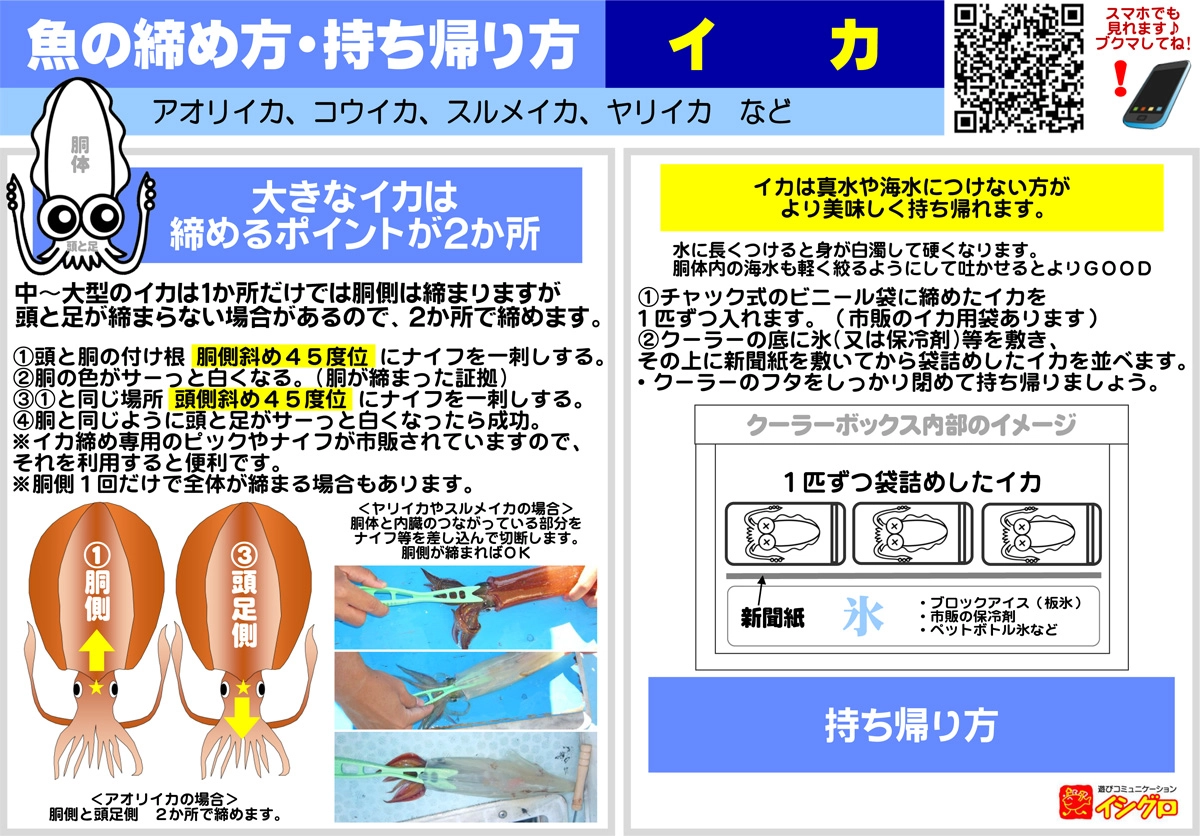 イカの締め方完全解説！急所の位置と鮮度・甘みを引き出す極意