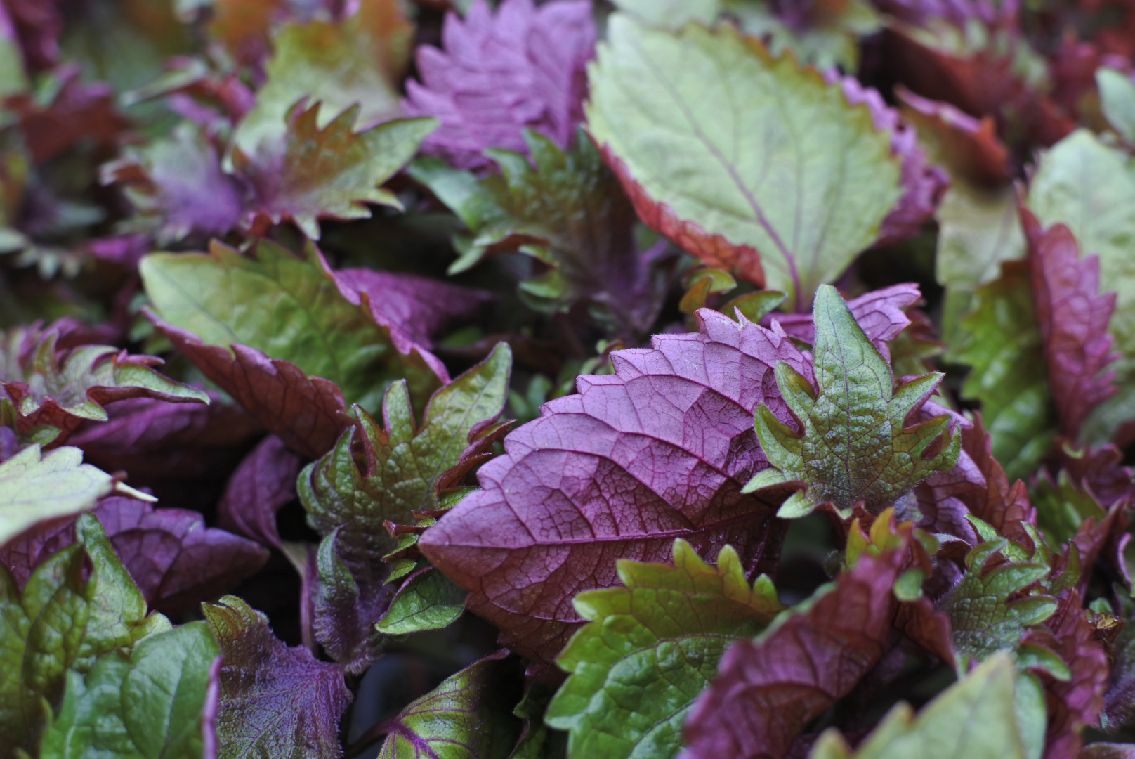 しその花粉症効果は本物か？ロスマリン酸の真相と効果的な摂取法を徹底検証