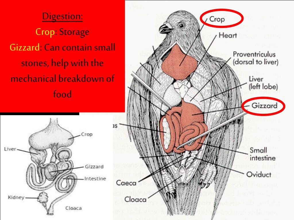 Does Humans Have Gizzards