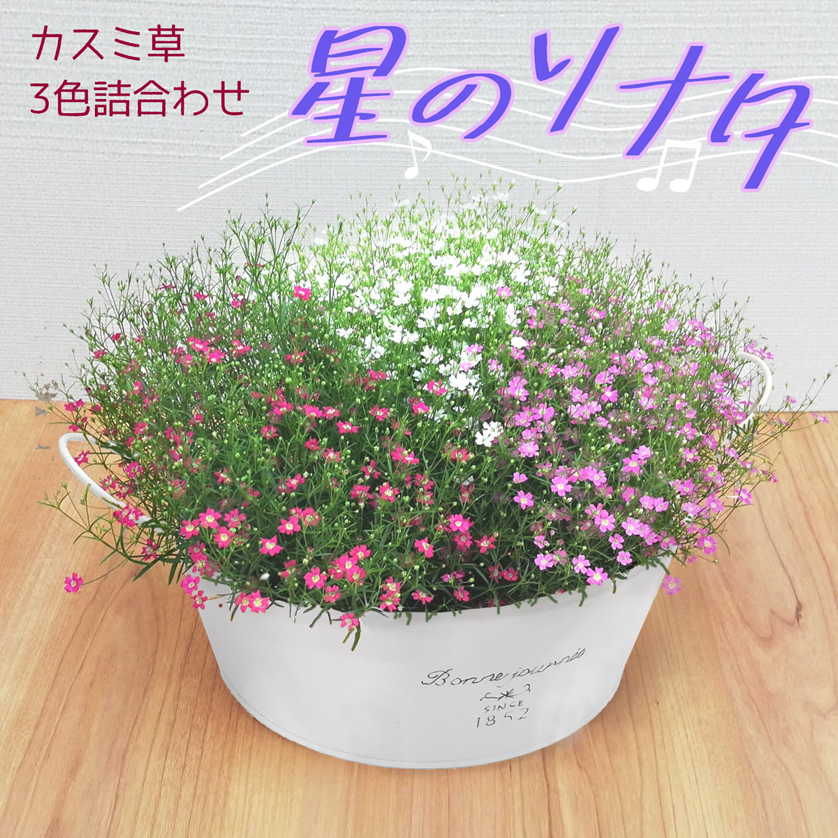 かすみ草がプランターですぐ枯れる決定的な理由は？満開にするプロの育て方
