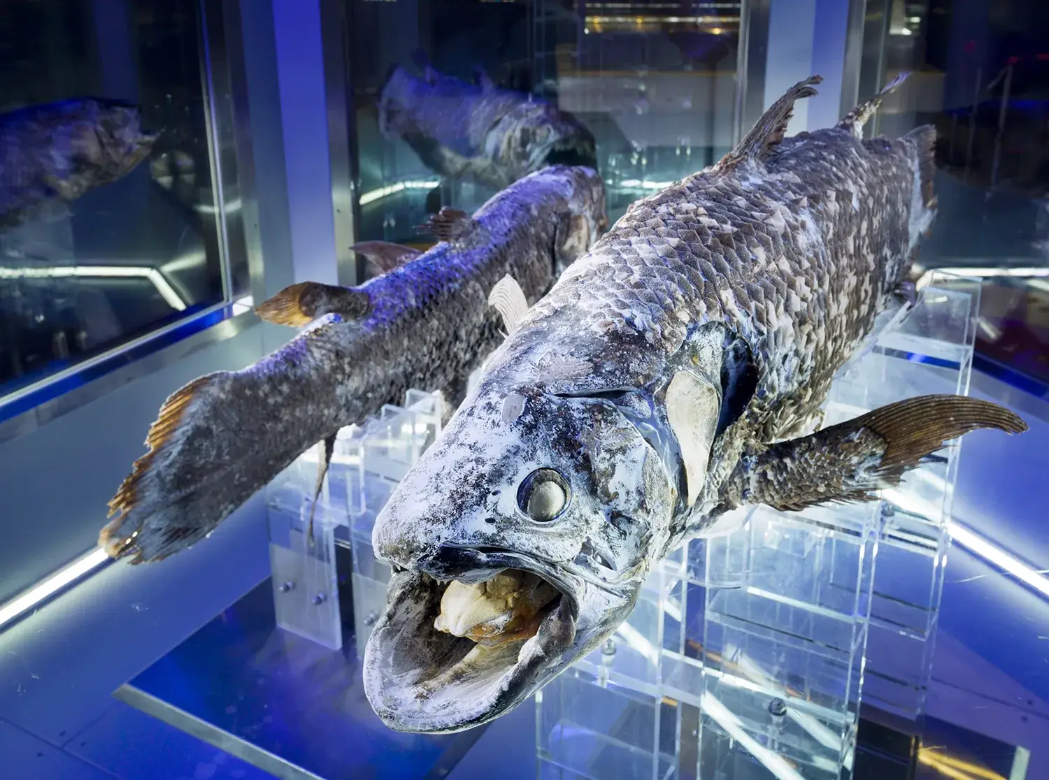 深海魚水族館おすすめ比較2026！生体展示の謎と人気スポット徹底解剖